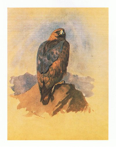 Golden Eagle Studies by Archibald Thorburn